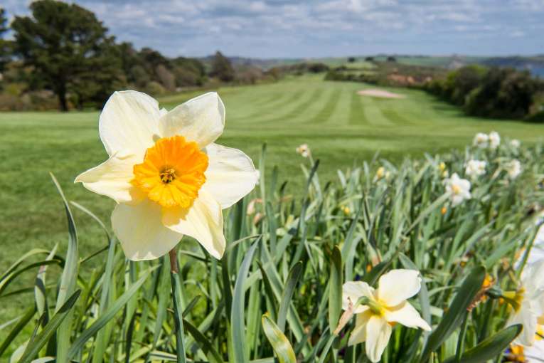 Carlyon Bay Hotel Daffodils by Golf Course