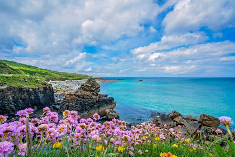 Flowers at St Ives Coastline Cornwall