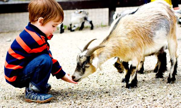 Child feeding a goat