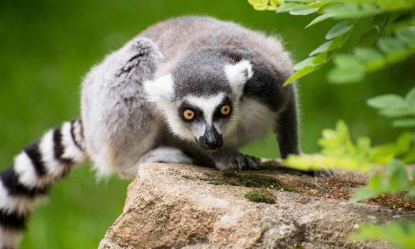 lemur in a newquay zoo