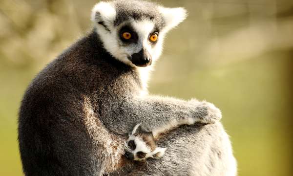 Lemurs