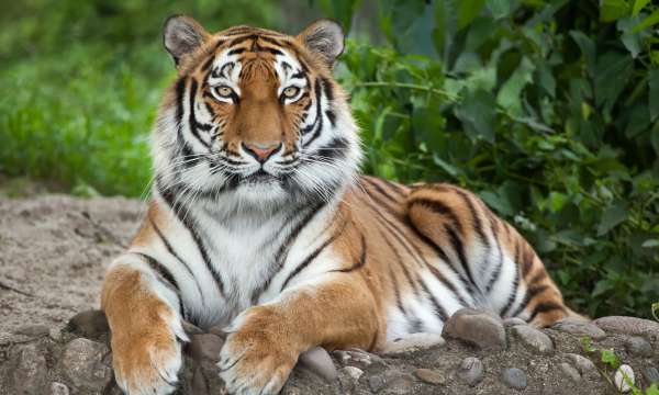 Tiger on a rock