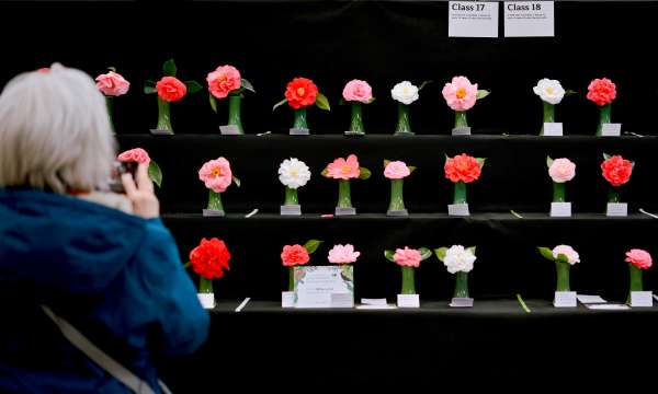 CGS Spring Flower Show - Photography by Ian Kingsnorth