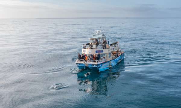 AK Wildlife cruise in Falmouth