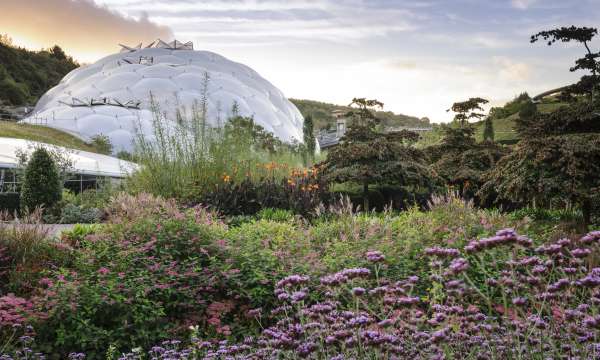 Flowers at the Eden Project