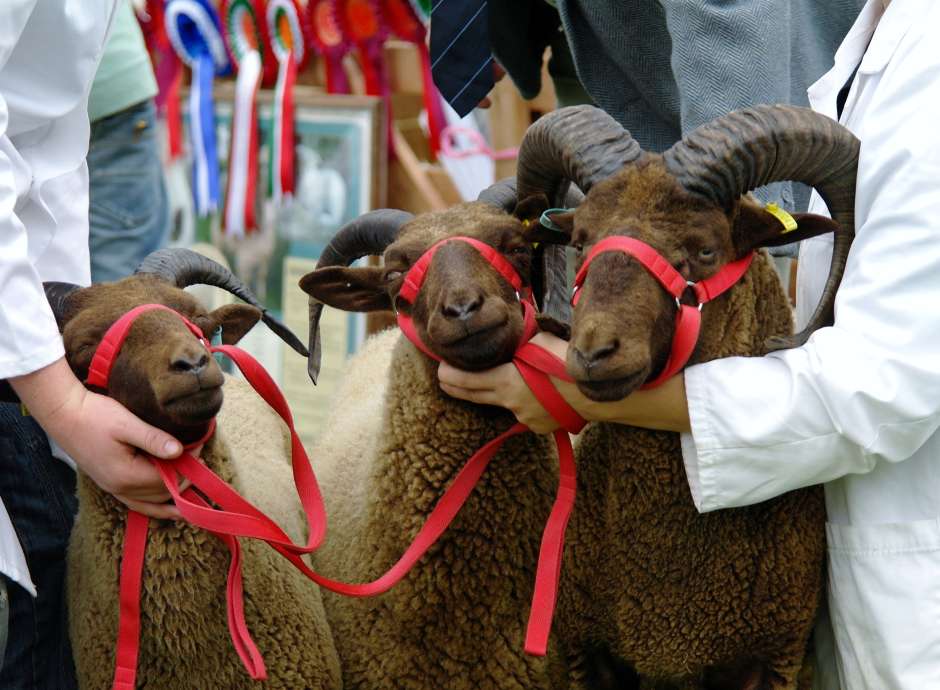 sheep at royal cornwall show