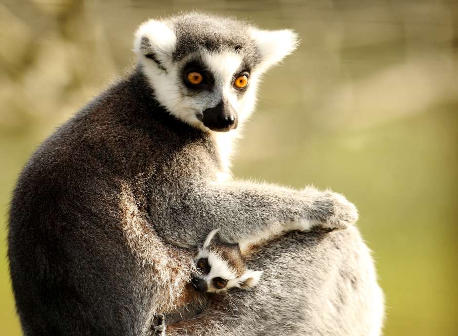 Lemurs