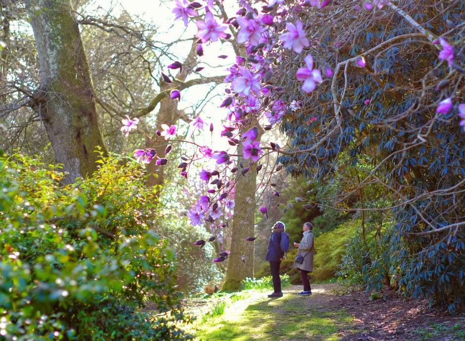 Caerhays Castle Spring Gardens