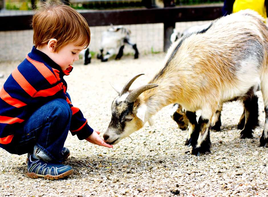 Child feeding a goat