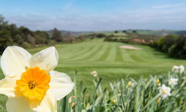 Carlyon Bay Hotel Daffodils by Golf Course