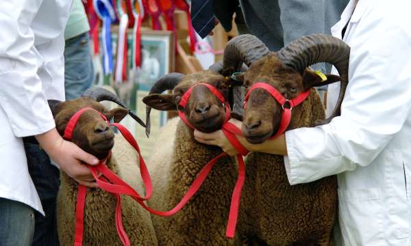 sheep at royal cornwall show