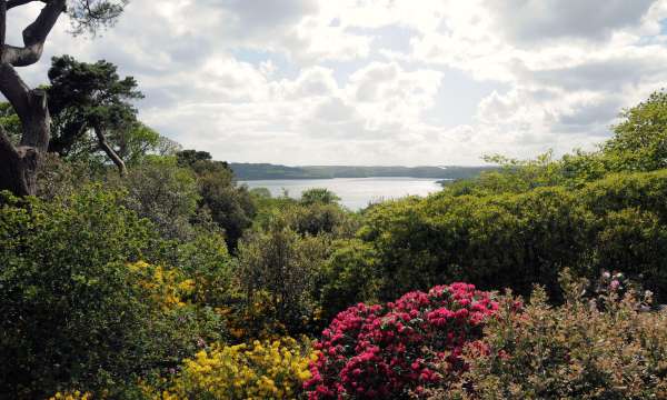 Antony Woodland Garden at Torpoint