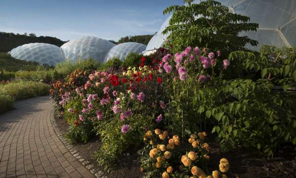 Flowers at the Eden Project